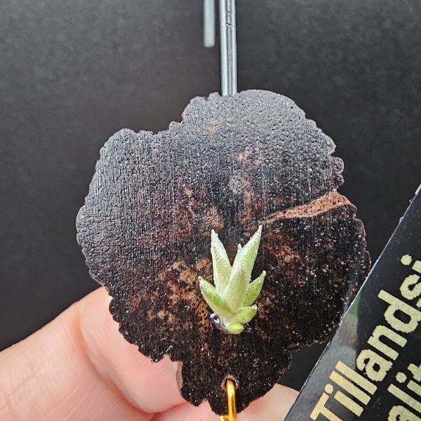 布雷爾利托西斯(S尺寸)/Tillandsia brealitoensis~重油耐用"降真木"板材! 