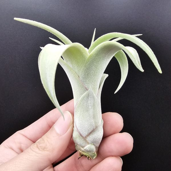 羅蘭×墨西哥電捲(少見交種、非常漂亮！)/Tillandsia roland-gosselinii × streptophylla Mexico 