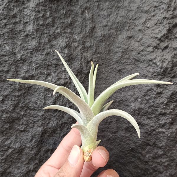 樂透/Tillandsia lotteae 