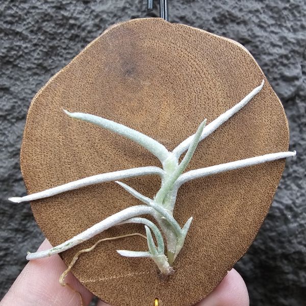 莫利斯(皆帶芽)/Tillandsia mollis~相當雪白的品種~已帶到非常強健好養的植株，以往剛進口並不好照顧。 