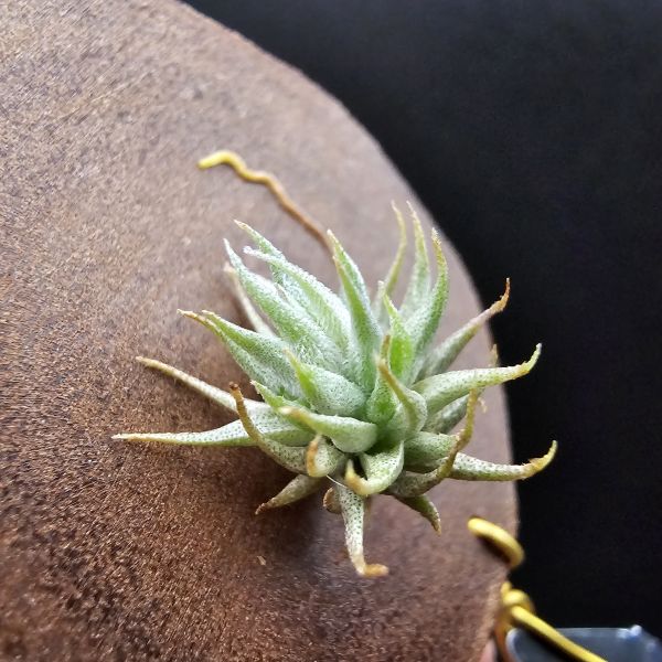 歐洲蘿莉(密葉)/Tillandsia loliacea compact form(Europe)~圖五母株參考！ 