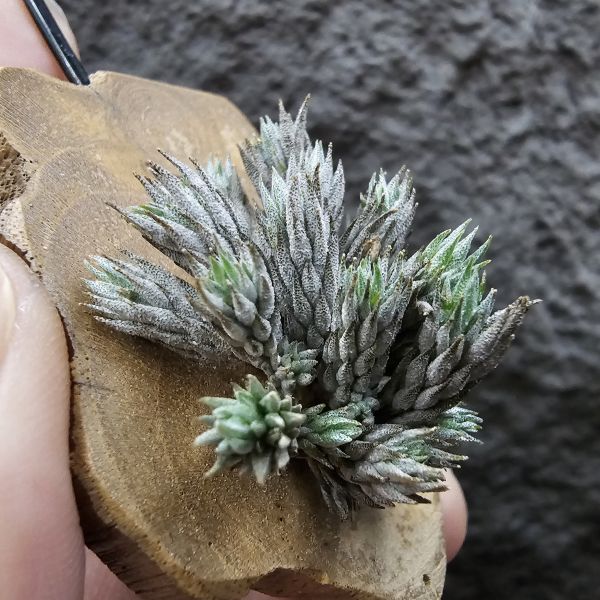 彈頭(野採)/Tillandsia pedicellata(Argentina) 