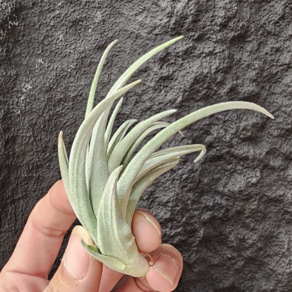 大M(芽不小)/Tillandsia Minasgeraisensis 