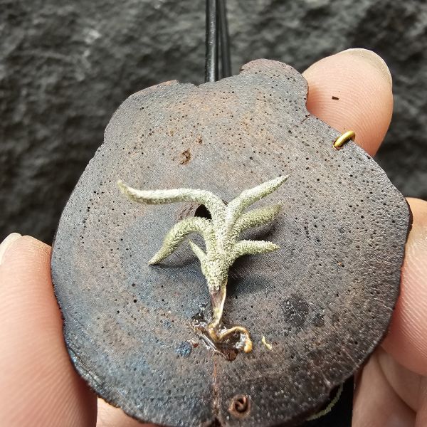 帕姆塔塔/Tillandsia permutata(Europe) 