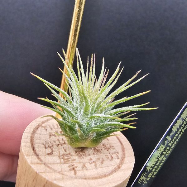 手榴彈小精靈(早期)/Tillandsia ionantha Hand Grenade 