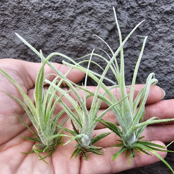 鳥岩(電捲×子彈)×迷你電捲(不挑株)/Tillandsia Bird Rock Symmetry × diguetii 