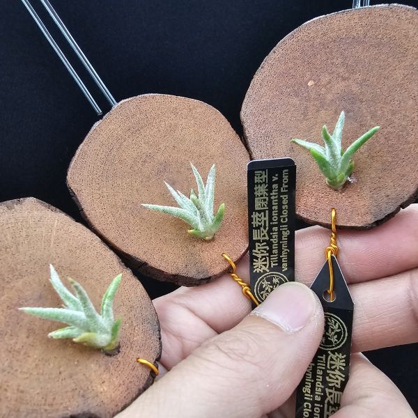 迷你長莖(閉葉型)不挑株/Tillandsia ionantha var. vanhyningii Closed From~迷你閉葉型長莖，易長芽不曾開花，但成長速度有點慢！ 