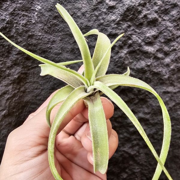 滷肉×迷你電捲Ycb(側芽非實生)/Tillandsia novakii × diguetii 