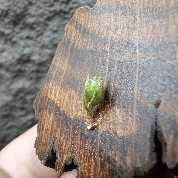 薔薇/Tillandsia rosariae(Poland) 