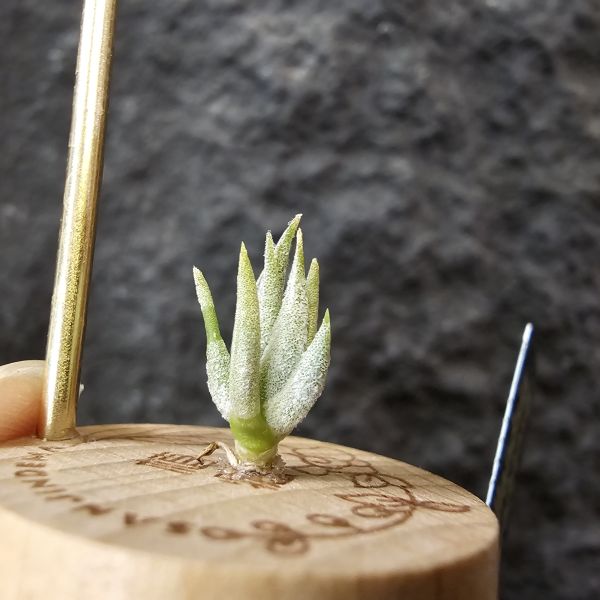 巴拉魚(小屁芽) Tillandsia paraiebensis 