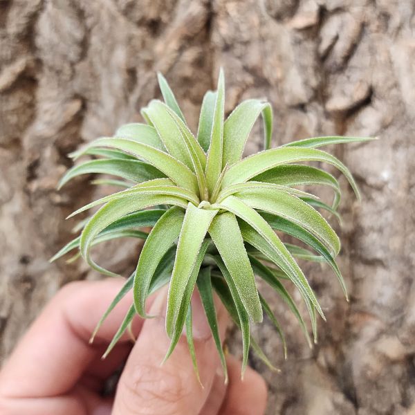 艾瑞克×全紅小精靈/Tillandsia Eric knobloch × Ionantha Rubra 