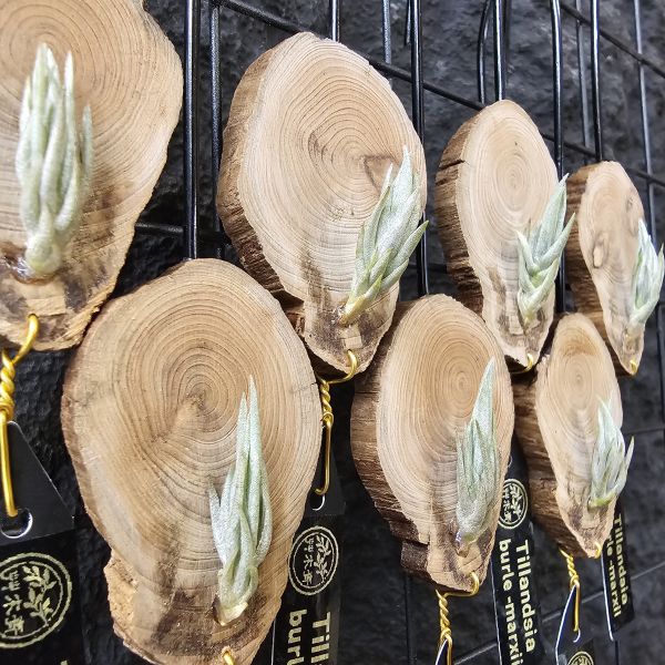 Tillandsia burle-marxii(不挑株S尺寸)白花原生種~ 