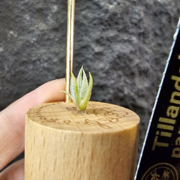 巴拉魚(小屁芽)/Tillandsia paraiebensis 
