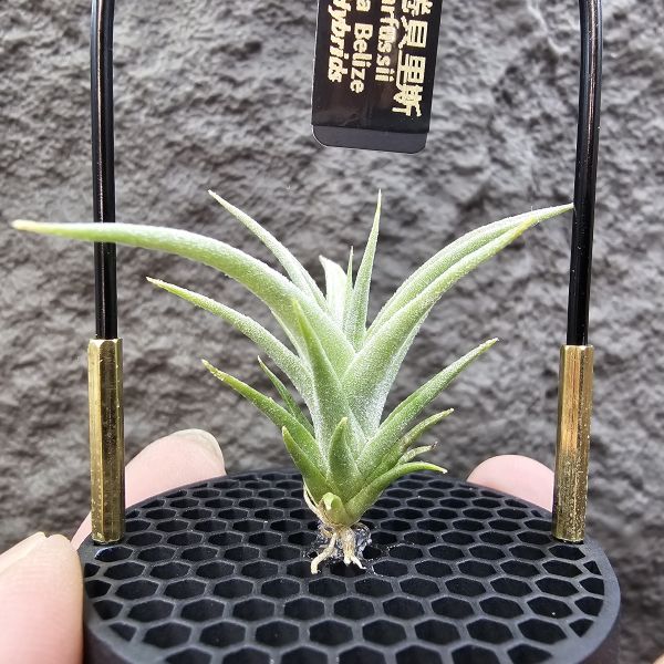 白天鵝×電捲燙貝里斯/Tillandsia barfussii × streptophylla Belize 