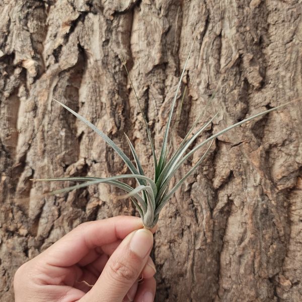 凡妮寇莎-紫色巨型Tillandsia Vernicosa Purple Giant 