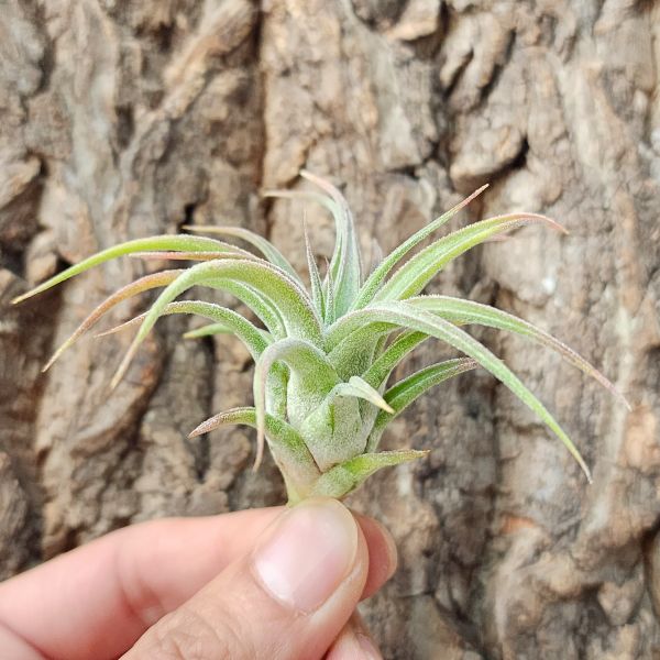 長莖×露西/Tillandsia Ionantha Var. Vanhyningii × Lucille 