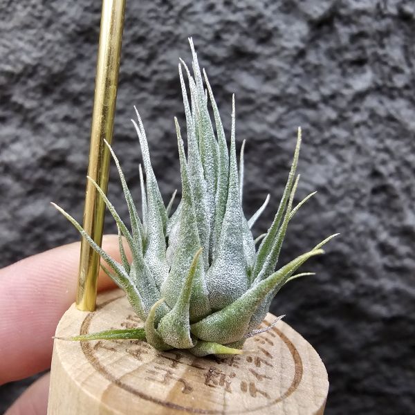 K燒/Tillandsia Kautskyi(Europe) 