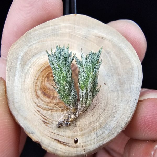 彈頭(阿根廷)/Tillandsia pedicellata(Argentina) 