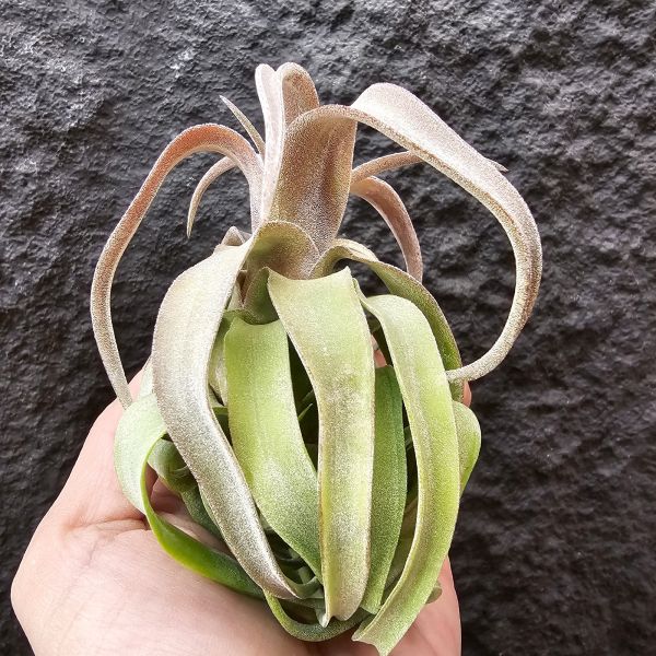 電捲燙-顯紅很美/Tillandsia Streptophylla 