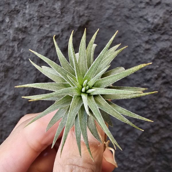 松果小精靈/Tillandsia Ionantha Pinecone 
