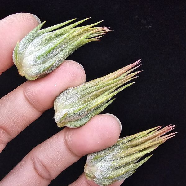 花生米小精靈(閉葉型)不挑株/Tillandsia ionantha peanut closed form×~戴維斯進口，明確的閉葉形態花生米~近成株尺！寸 