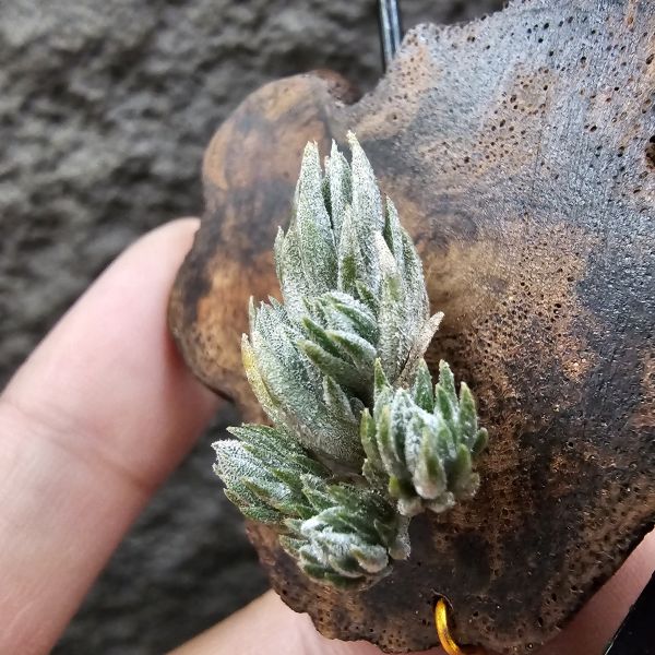 初戀(叢生)/Tillandsia arequitae(Europe) 