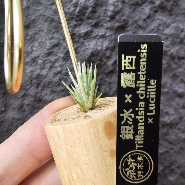 銀冰×露西/Tillandsia chiletensis × Luciille 