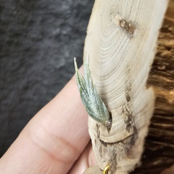 歐洲阿Q×TY/Tillandsia arequitae × Ty(ehlersiana × bulbosa)~YY 