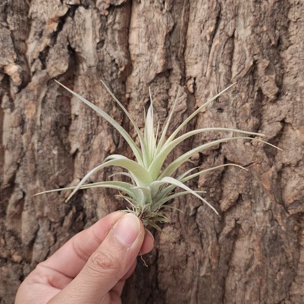 霸王鳳×巨獸/Tillandsia Xerographica × Guenther-Nolleri 