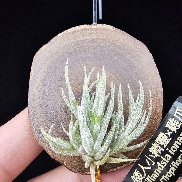 New~小矮人精靈×雞爪(精靈爪?)/Tillandsia ionantha Enano(Tropiflora) × glabrior~熱帶'小矮人精靈'與銀葉質感的'雞爪'交種，有點奇葩XD~叢生滿美、毛毛的~ 