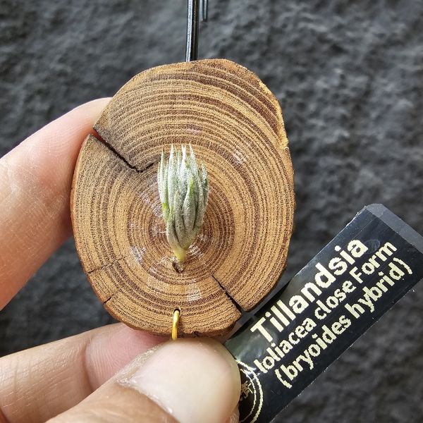 蘿莉閉葉(自然交種)/Tillandsia loliacea close Form(bryoides hybrid) 