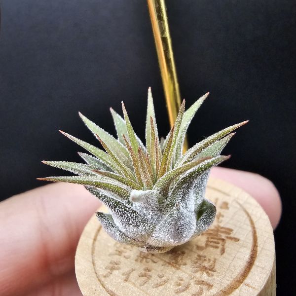 小精靈V.多國花/Tillandsia ionantha v. stricta~圖四母株參考，成株為密集細硬葉的表現表現，光照穩定會顯暗紅色！ 
