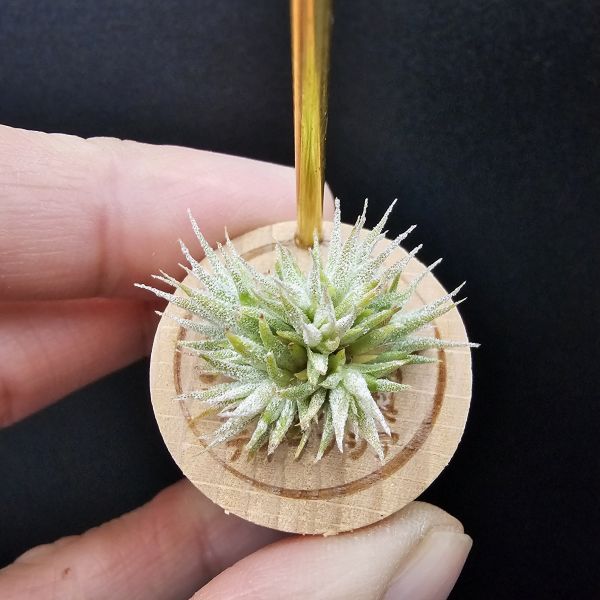 米妮綴化小精靈/Tillandsia ionantha mini mouse 