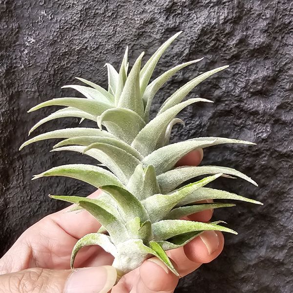 侏儒綠兔/Tillandsia edithiae Dwarf Green Form 