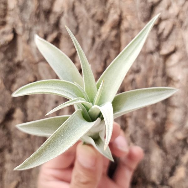 哈里斯/Tillandsia Harrisii 