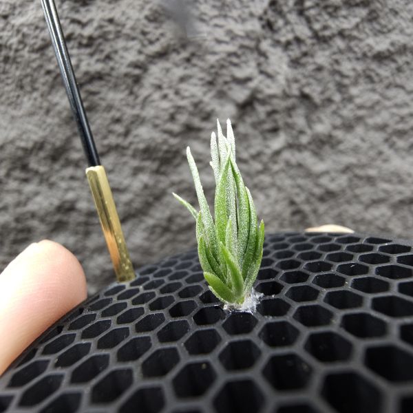 銀冰×迷你電捲/Tillandsia chiletensis × diguetii 