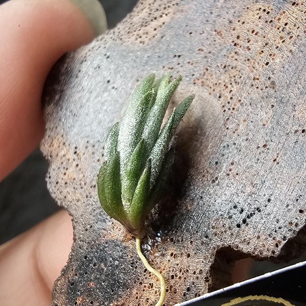 銀冰×歐洲xip/Tillandsia chiletensis × xiphioides(Europe) 