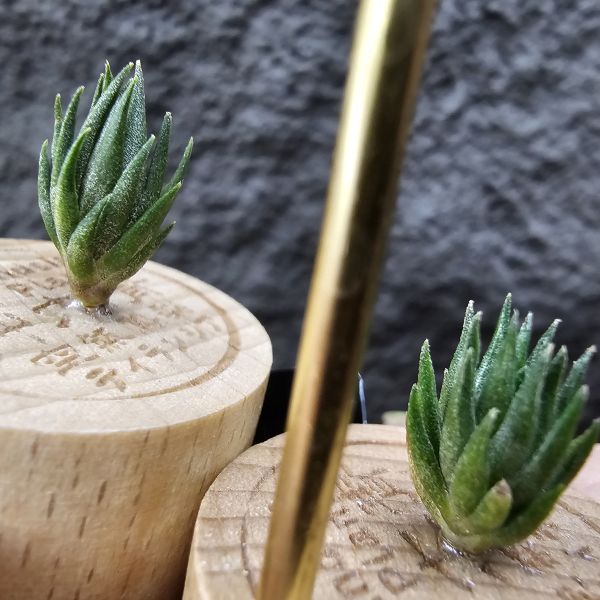 銀冰×海膽(M不挑株)/Tillandsia chiletensis × fuchsii  v. fuchsii 