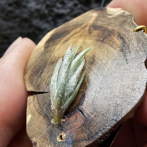 歐洲眉刷(小型少有)/Tillandsia cardenasii(Europe) 