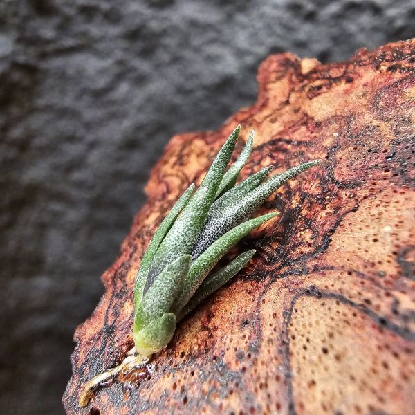 off. gerdae × 紅電捲#8262/Tillandsia off. gerdae × streptophylla Red Form #8262~瓣狀花小型種交管狀花紅電卷，相當特別，目前以見顯紅~ 