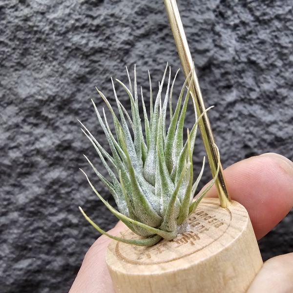 K燒/Tillandsia Kautskyi(Europe) 