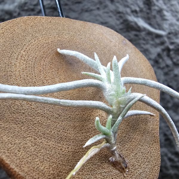 莫利斯(皆帶芽)/Tillandsia mollis~相當雪白的品種~已帶到非常強健好養的植株，以往剛進口並不好照顧。 