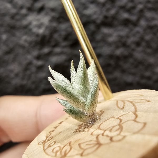 布雷爾利托西斯-迷你型原生種(台產側芽)/Tillandsia brealitoensis 
