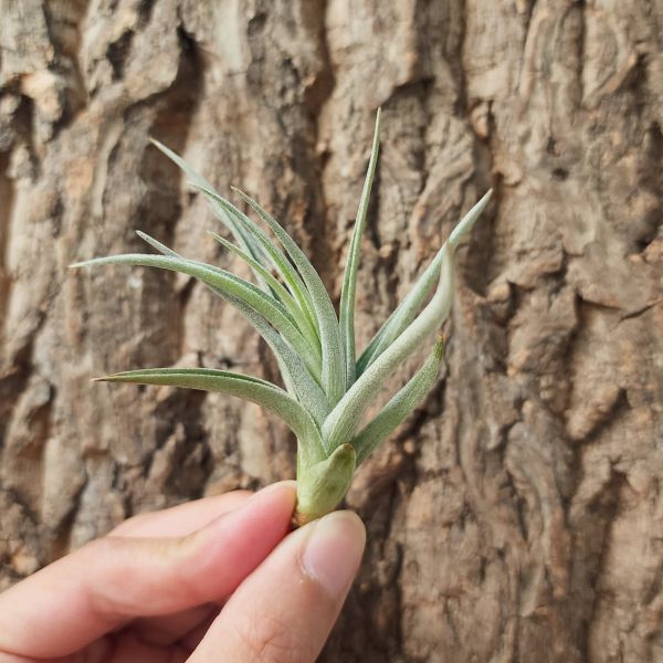 貝爾梅霍-交種/Tillandsia Bermejoensis Hybrid 