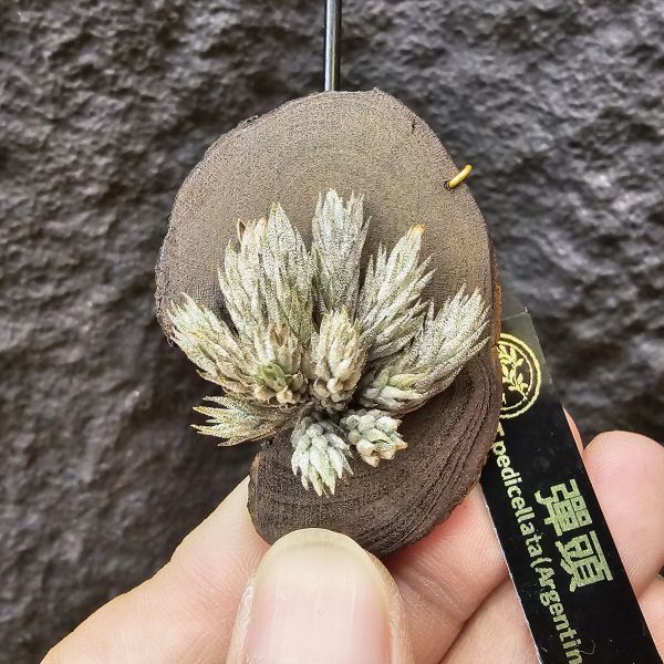 彈頭(14頭)/Tillandsia pedicellata(Argentina)~商店所販售彈頭品項~皆為嚴格挑選植株、無枯萎品項！ 