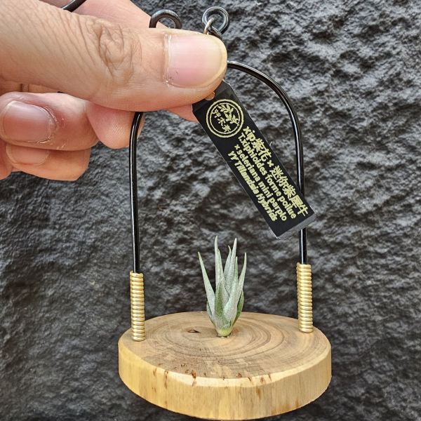 法國毛媳婦×迷你紫犀牛/Tillandsia xiphioides forme poilue(FR) × seleriana mini Purple 