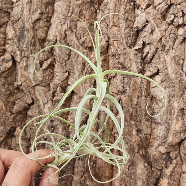 粗糠×雞毛撢子/Tillandsia Paleacea x Tectorum 