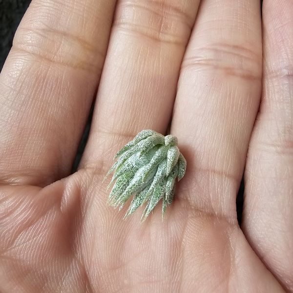 雨林AP小精靈/Tillandsia ionantha apretado(RFI) 