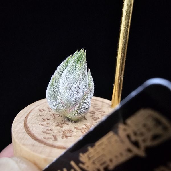 花生米小精靈(選)/Tillandsia ionantha peanut~圖四母株參照 