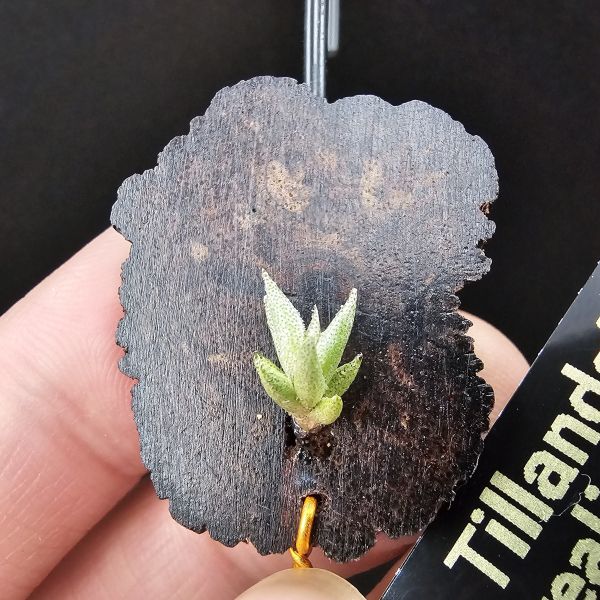 布雷爾利托西斯(S尺寸)/Tillandsia brealitoensis~重油耐用"降真木"板材! 